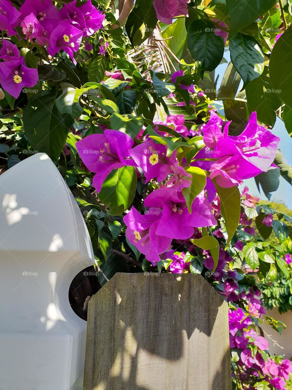 Beautiful purple flowers grow on a lush green tree above a white picket fence. The flowers, tree, and fence are part in the shade and part in the sun.