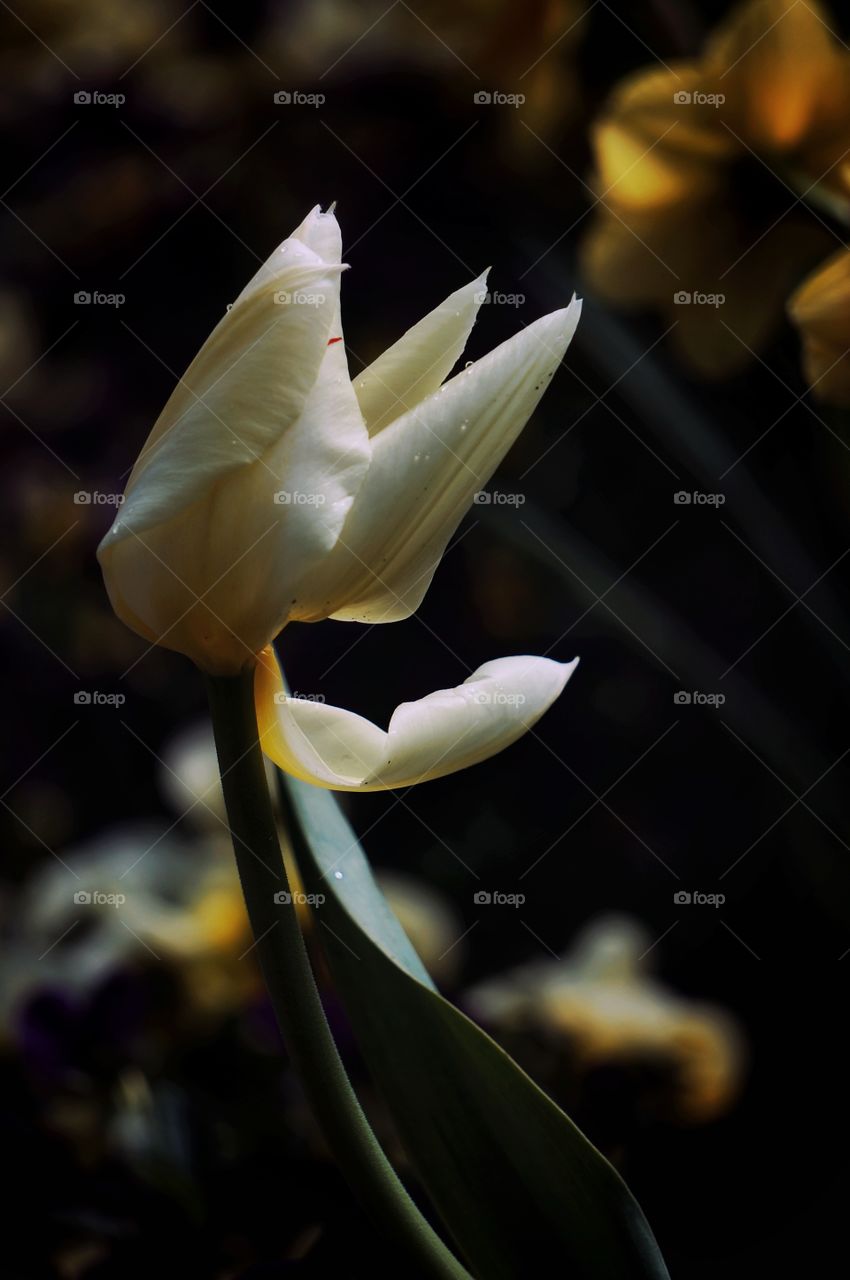 Tulip