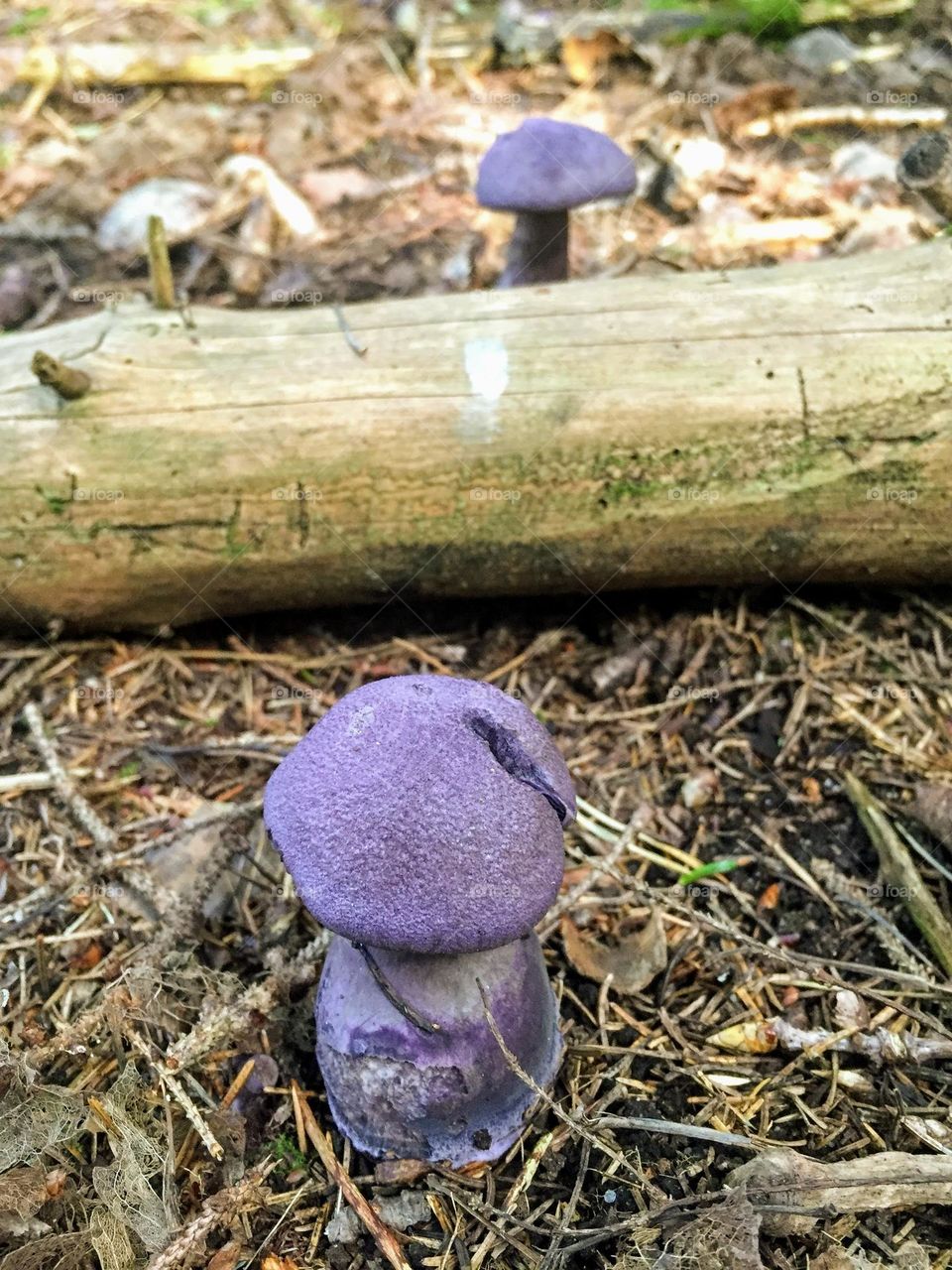 Two violet webcap cort cortinarius violaceus fungi mushrooms growing in the forest soil with thick dry branch trunk between 