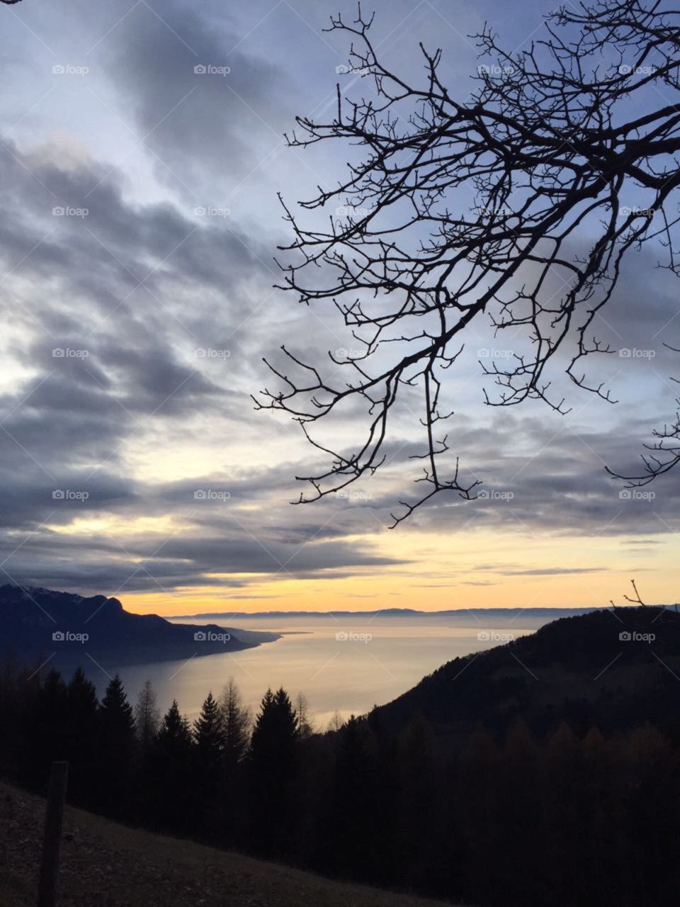 tree landscape Switzerland