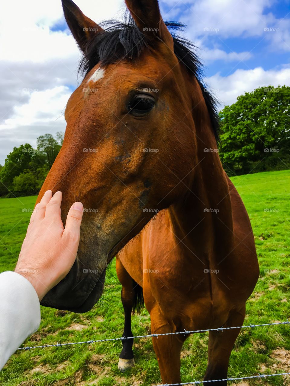 Mare, Mammal, Horse, Grass, Cavalry