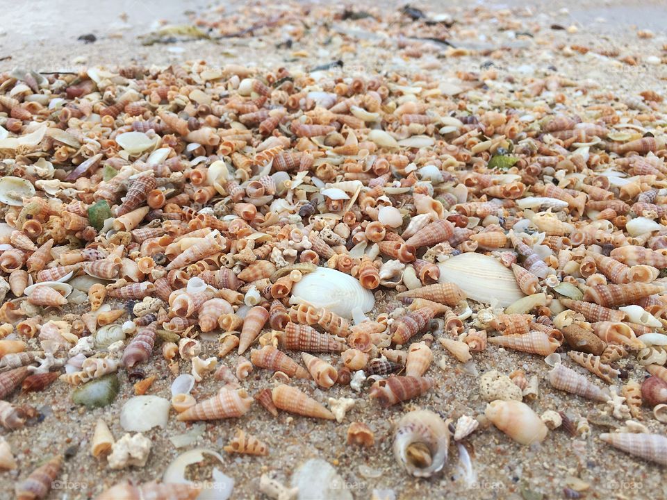 Stack of seashells at beach