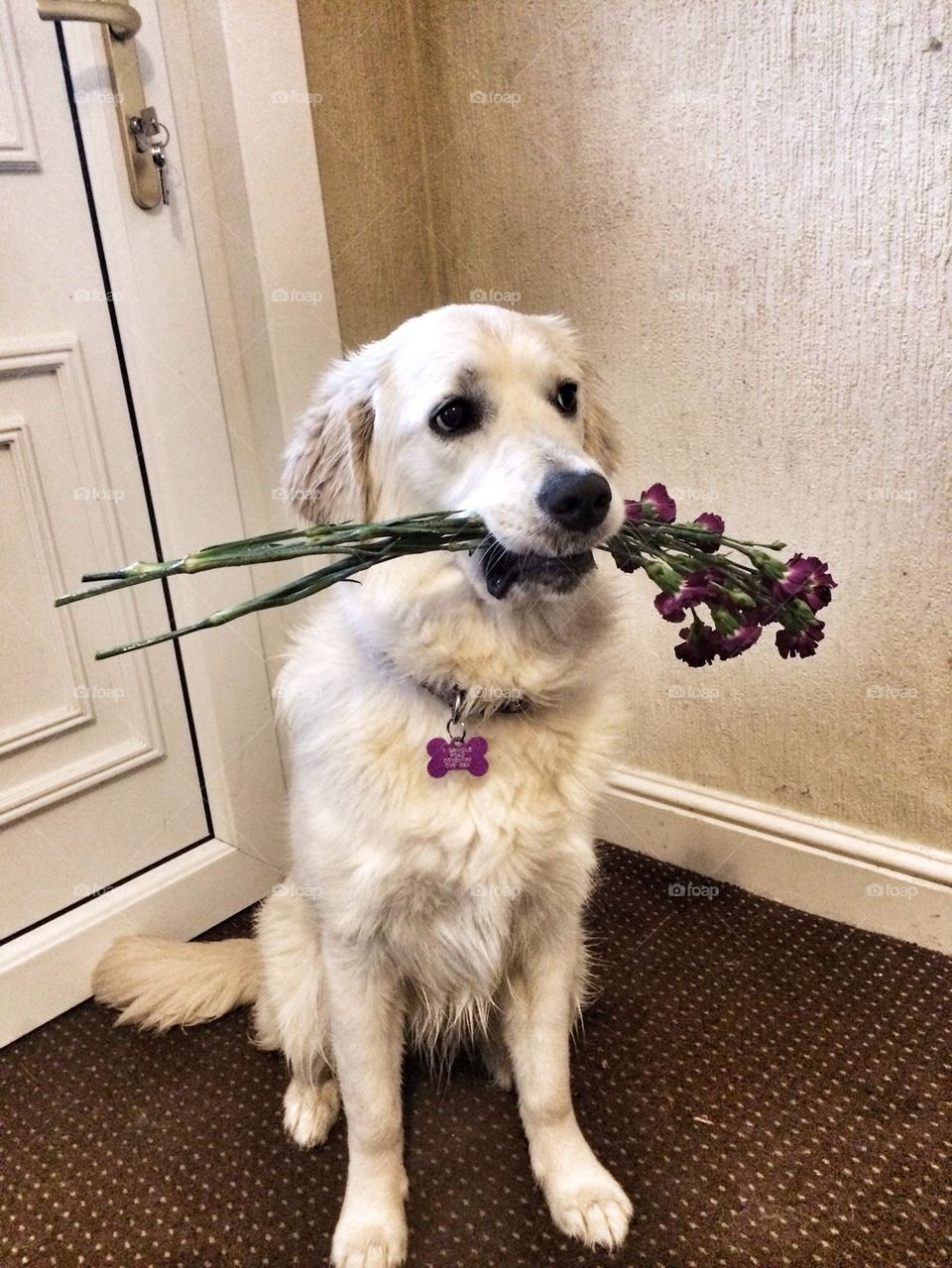 Zoe - Golden Retriever