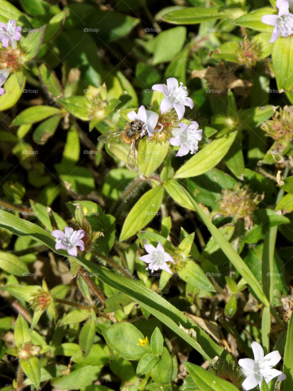 Bee on Wildflower. Bee on wildflower in Florida 