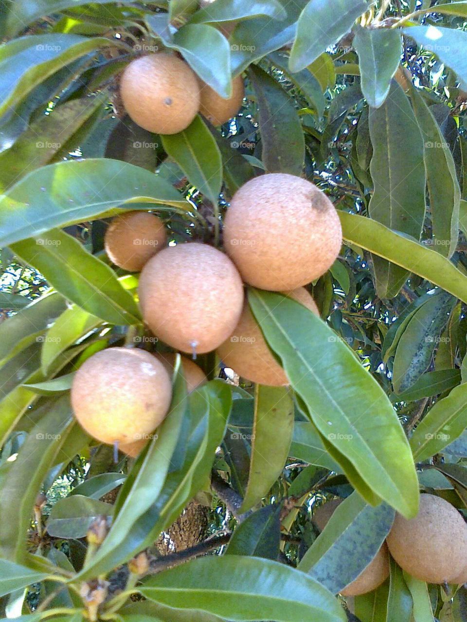 Fruit, Leaf, Nature, Food, Tree