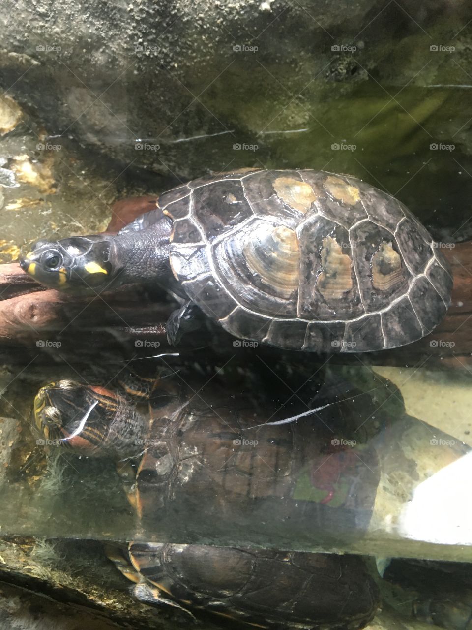 A tartaruga marinha e seu reflexo no tanque do Aquário de Santos. Que bonita e pequena!