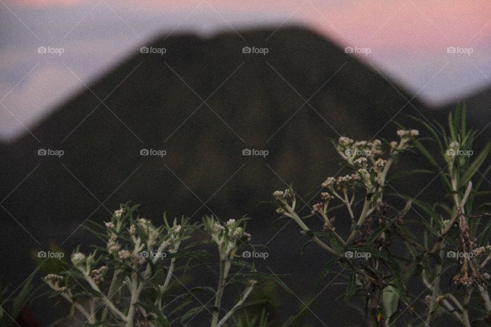 portrait of edelweiss flowers with a background of the Bromo mountains.