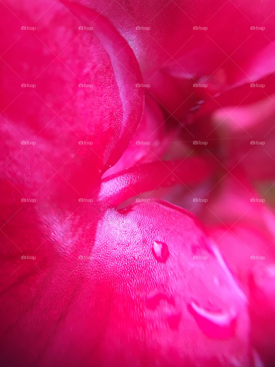 Begonia close-up