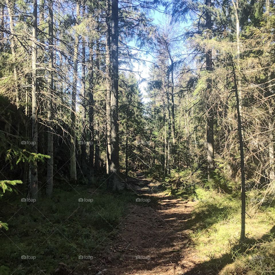 A primeval run through an old growth forest 