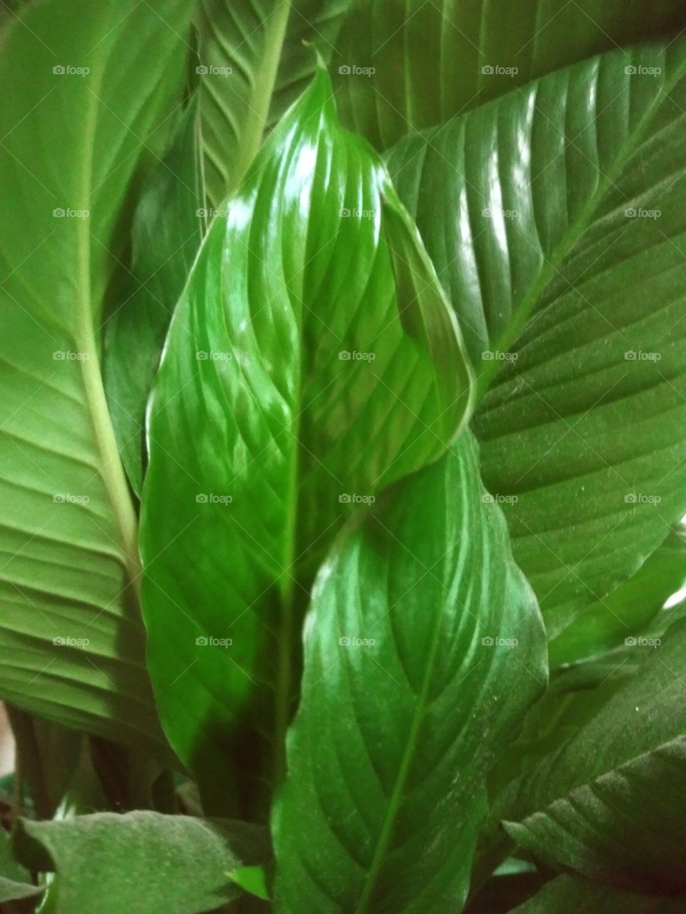 Peace Lily