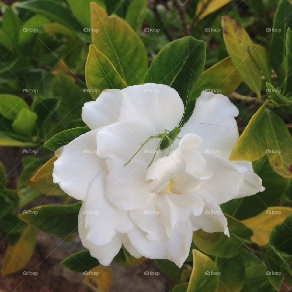 Garden Pals. A young katydid poses for the camera on one of my gardenias. Love it!