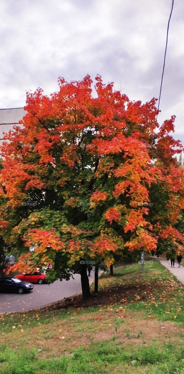 Capture the power of complementary colors