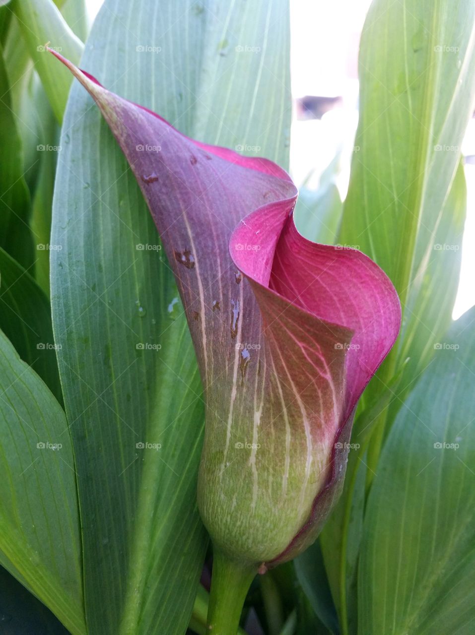 Calla lily