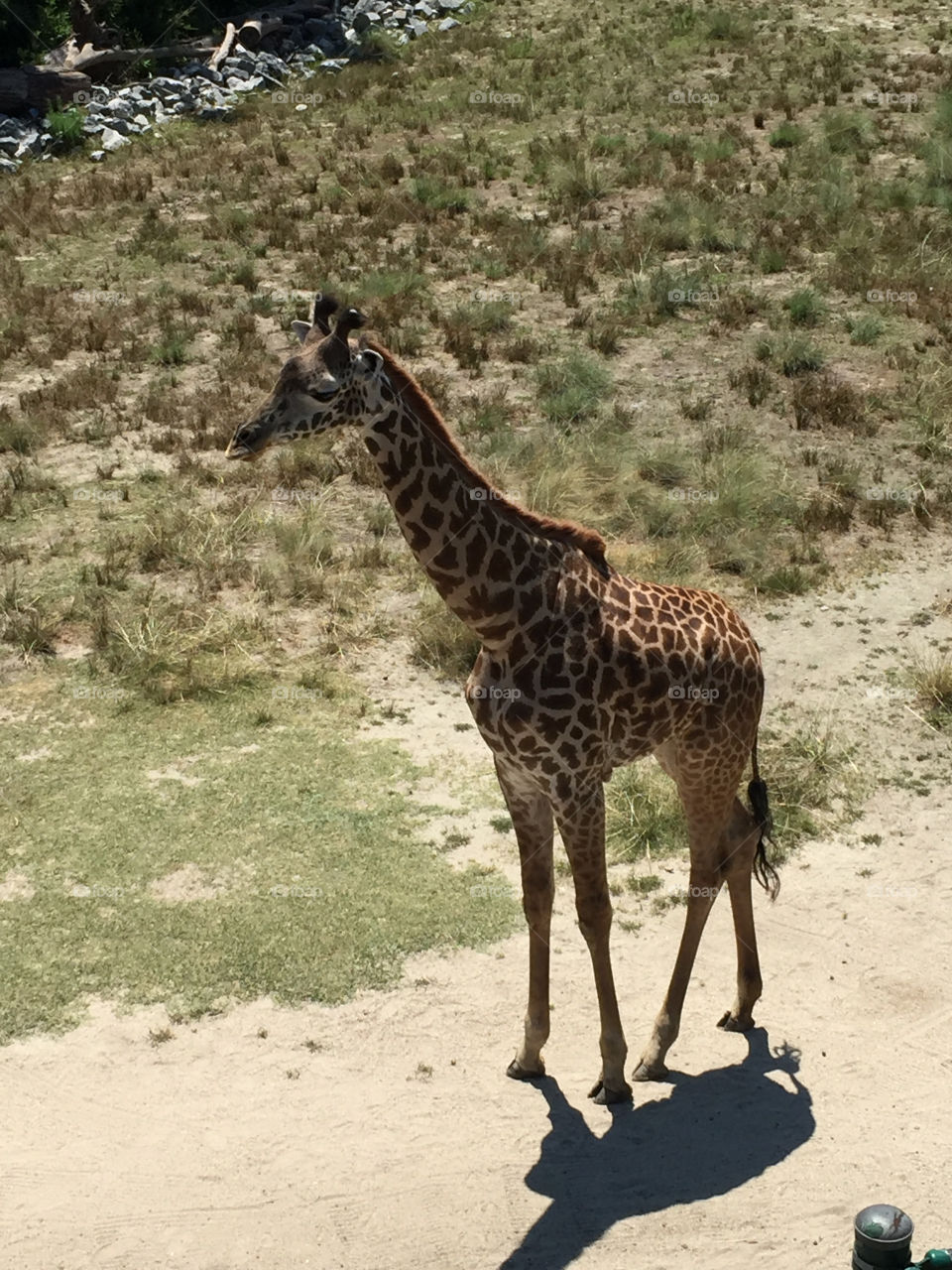 Giraffe at the Virginia Zoo in Norfolk