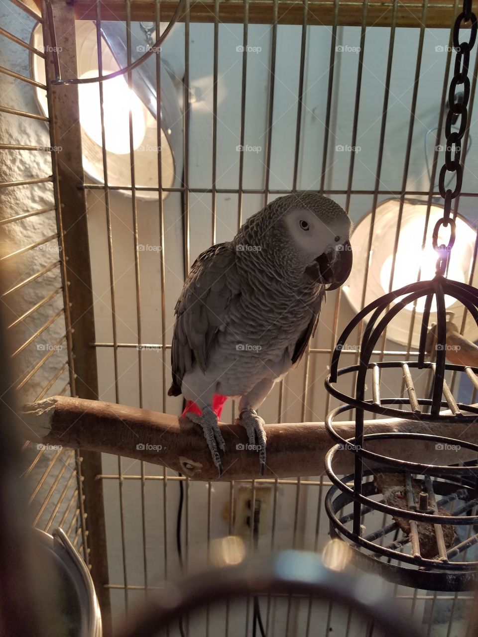 African grey
