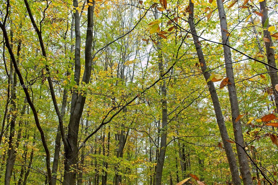 autumn tree in the park