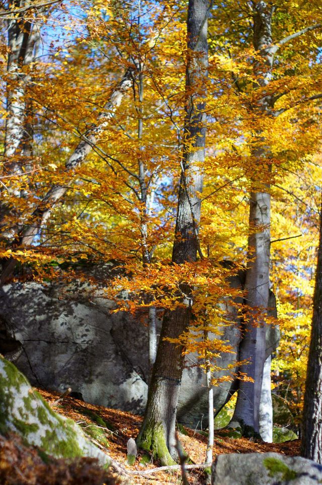 Autumn