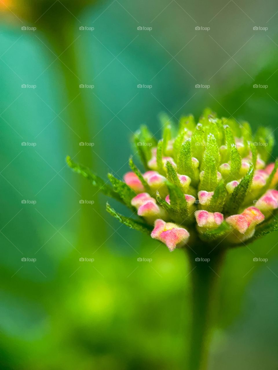 Macro view of a flower buds with pinkish small flowers on it with green background 