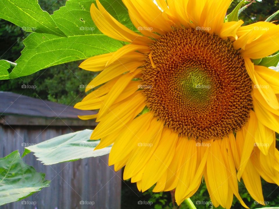 Sunny sunflower