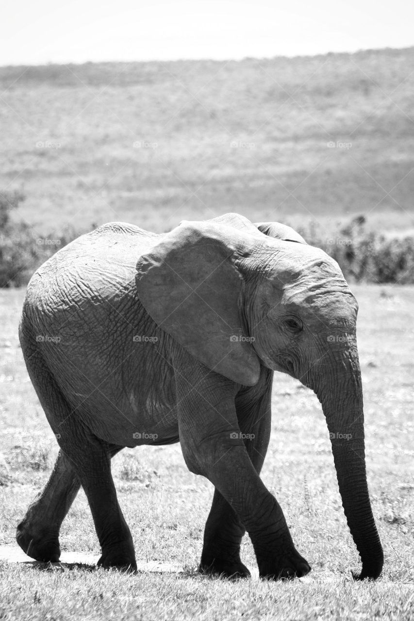 little wild african elephant.