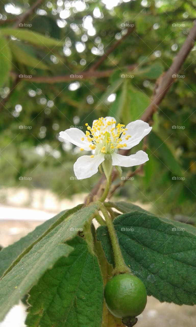 white flower