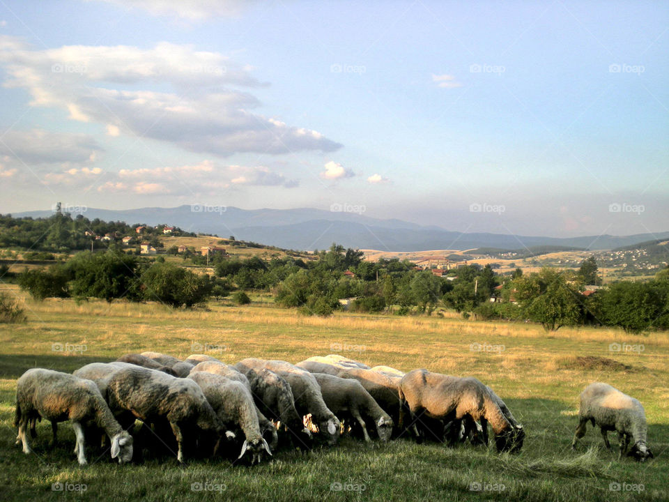 Countriside life, sheep