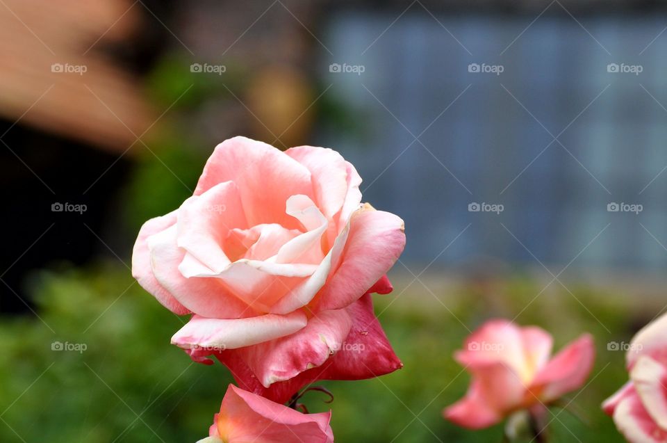 Beautiful pink rose