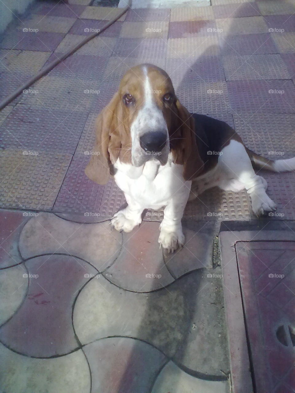 best looking basset hound