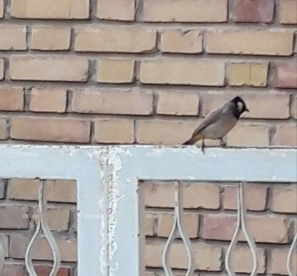 bird