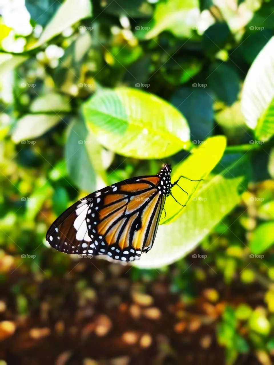 Butterfly