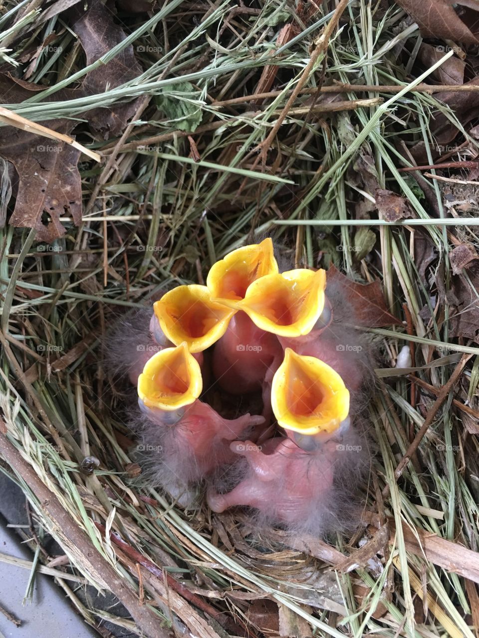 Baby Starlings 