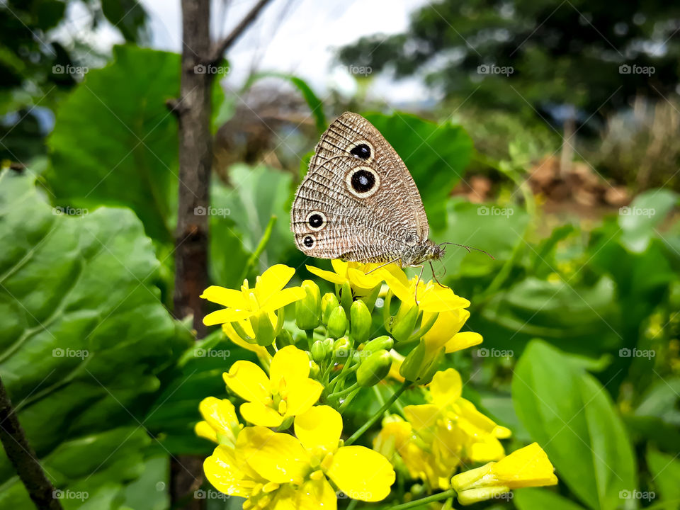 With the arrival of summer comes beautiful sightings around us, blooming of flowers, greenery everywhere, birds chirping and all kinds of insects and their species. Here a tiny butterfly enjoying the tiny flowers of canola plant.