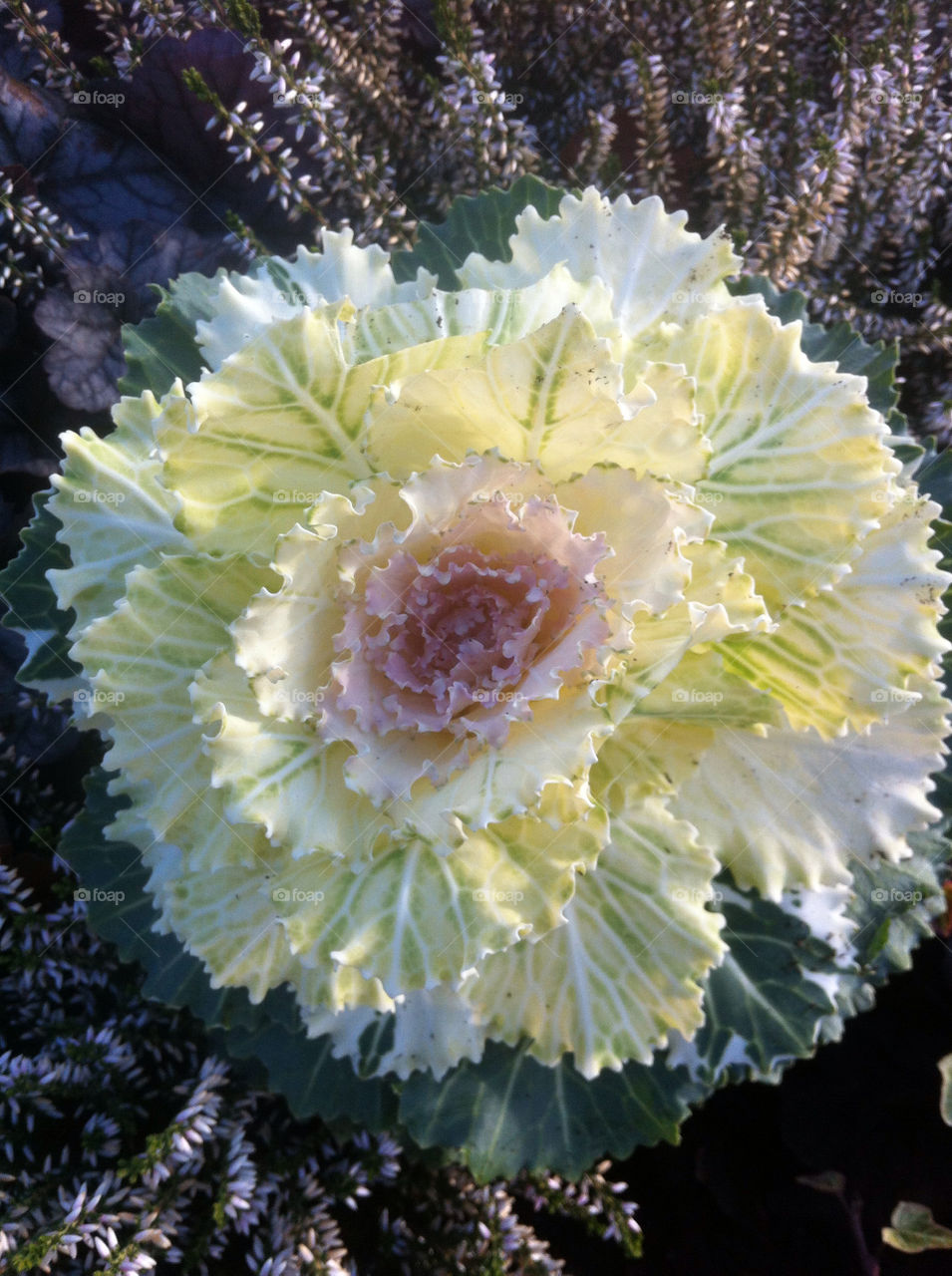 sweden vellinge prydnadskål decorative cabbage by goransv