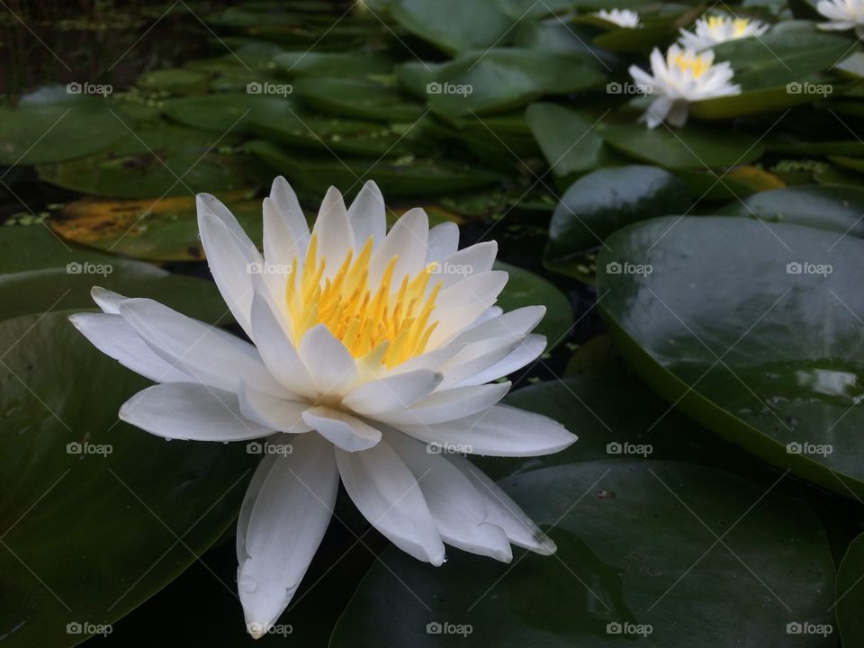 Lily. Water
