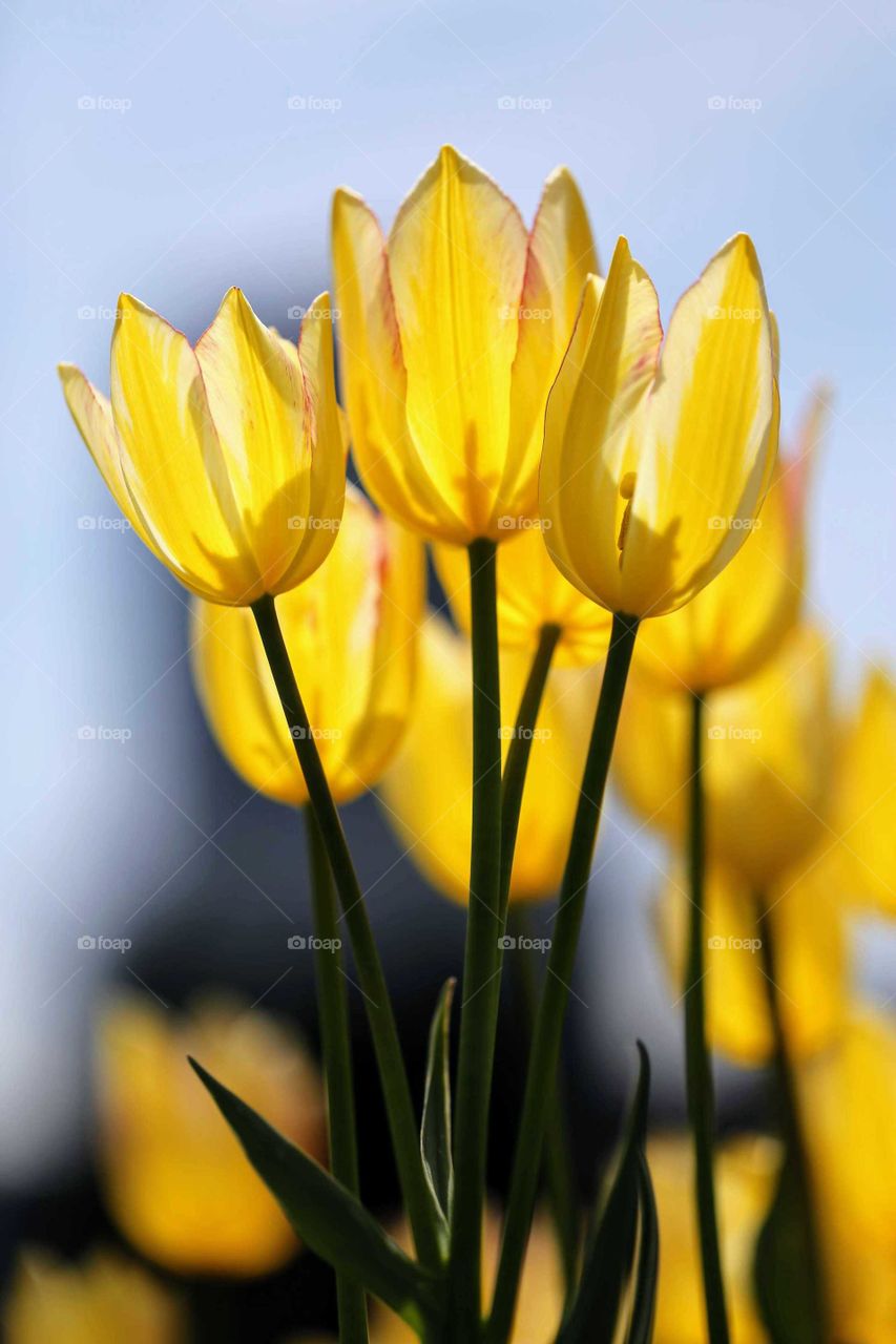 Sunshine Tulips