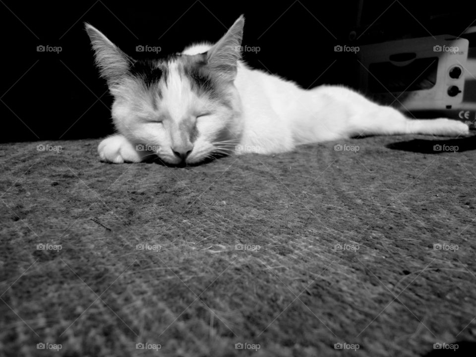 Cat, Portrait, One, Animal, Monochrome