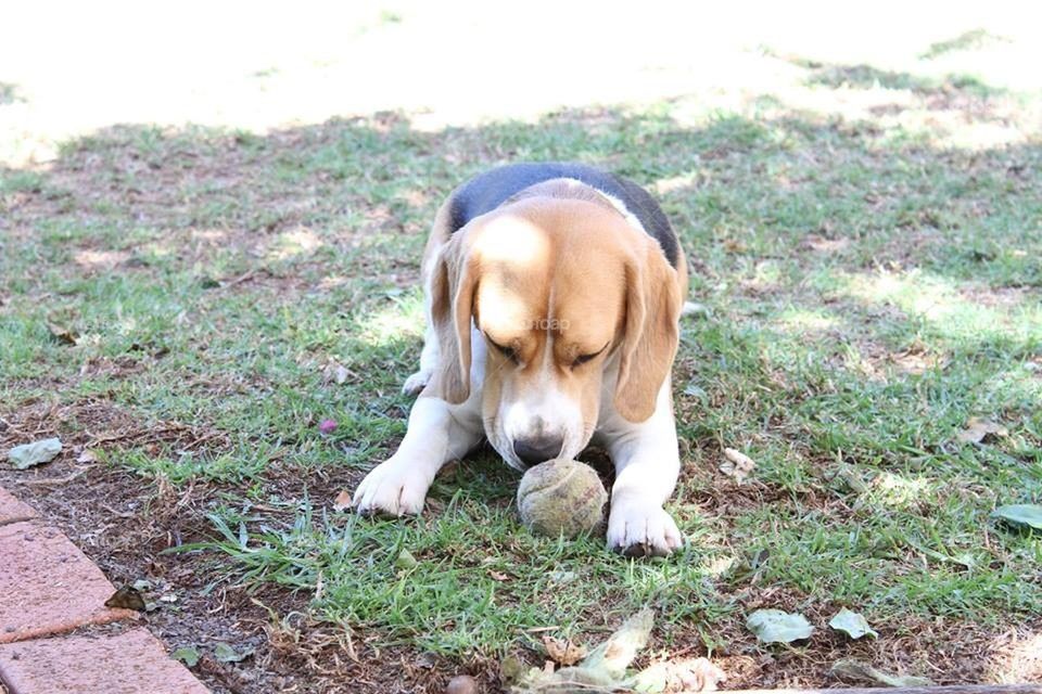 Beagle Pupply