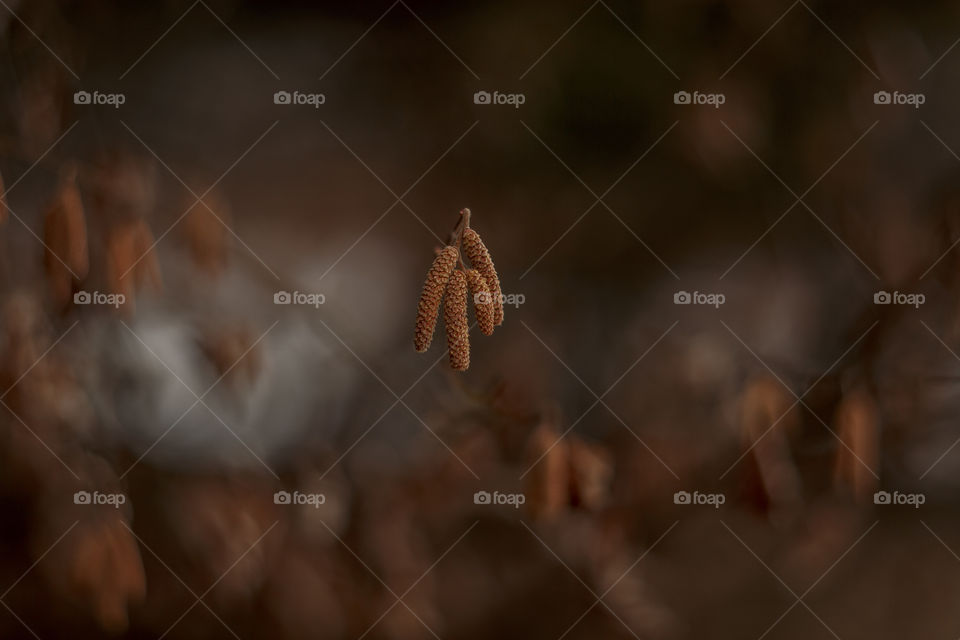 Nature forest details by manual Helios lens