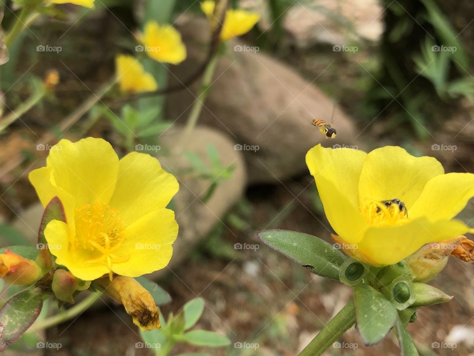 Flores amarelas com abelha 