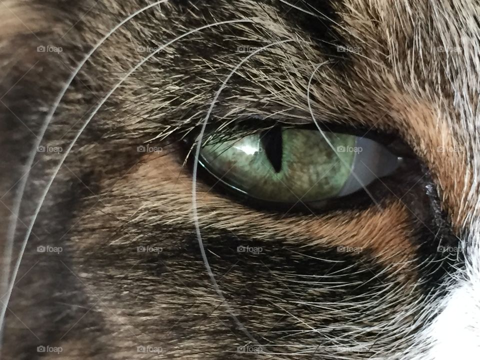 Cay Eye. My friend's cat. He had gorgeous eyes