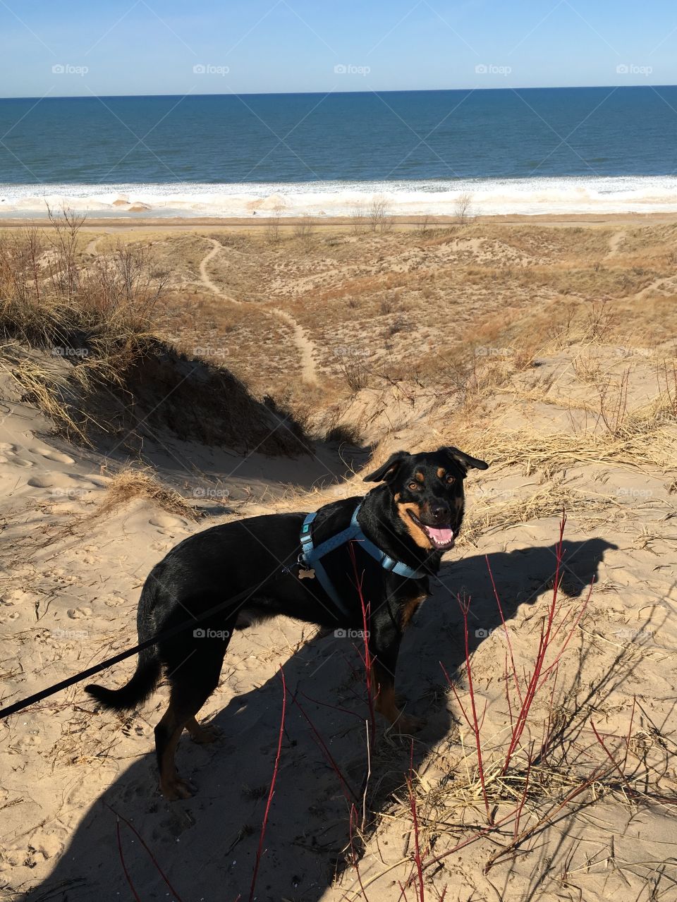 Summer, winter, spring and fall I take Jake to the sand dunes on Lake Michigan to run and play! They're his favorite. He is a shepherd lab mix!