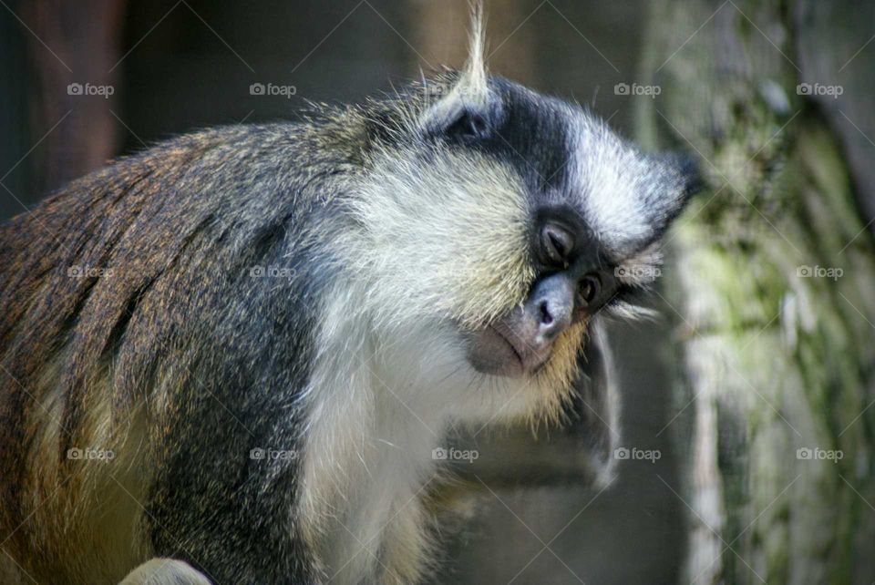 Gray's Crowned Guenon