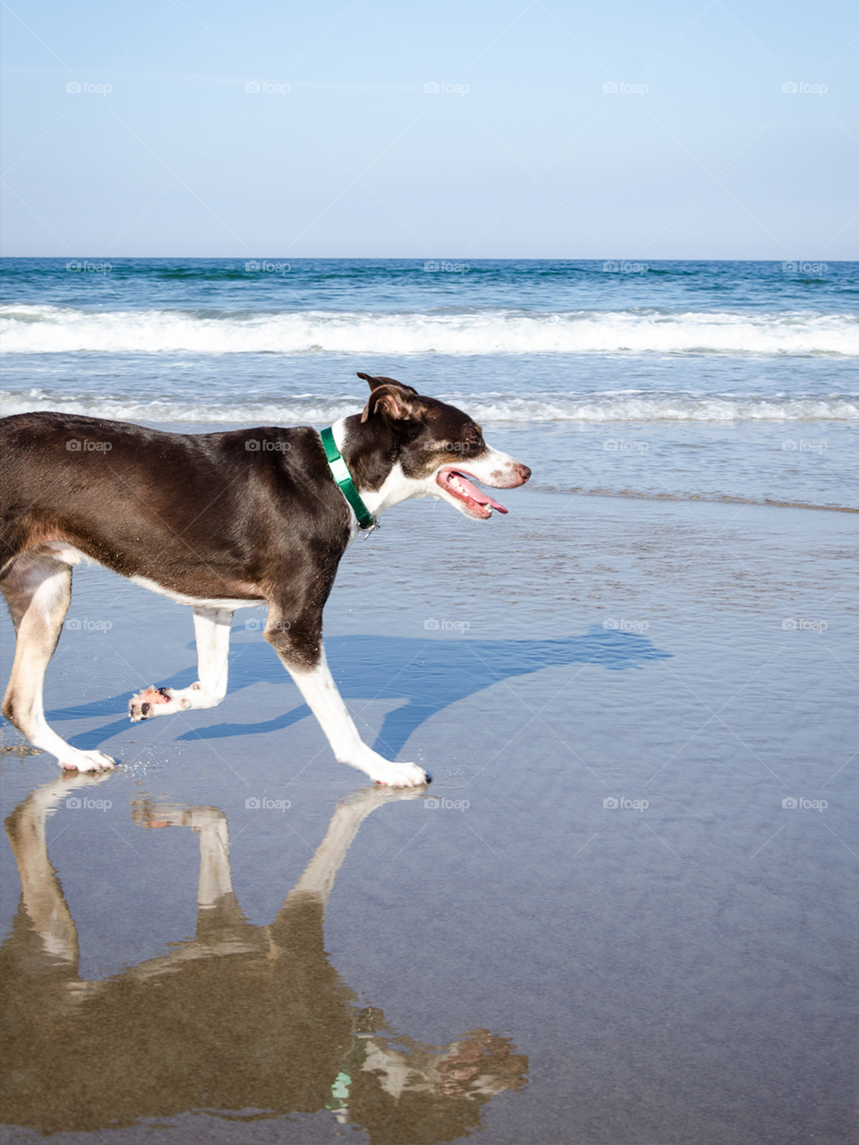 Dog at the beach