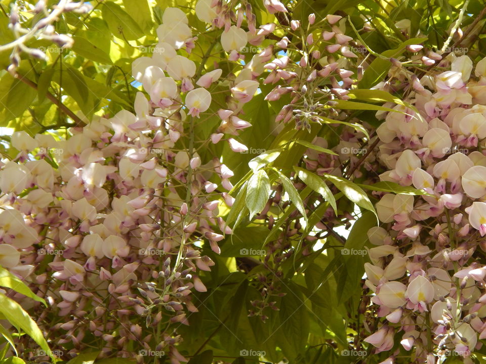 wisteria in my garden