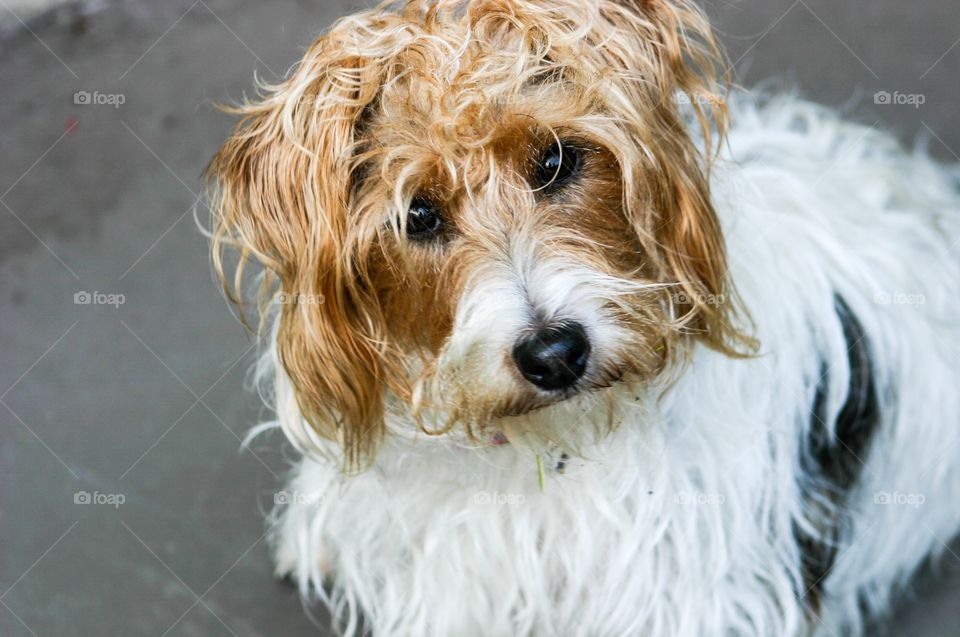 Parsons jack Russell terrier headshot, curious looking 