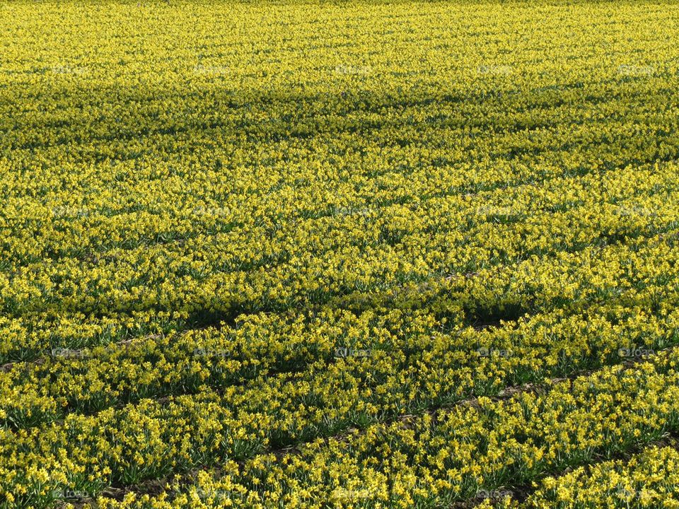 Flower fields in bloom