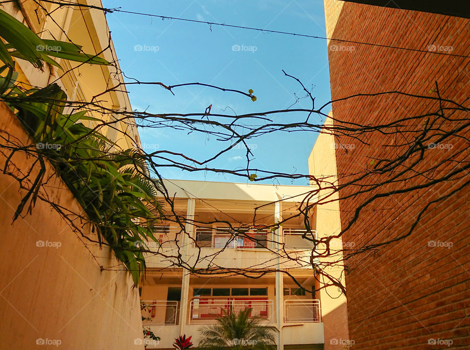 Dry vine between buildings