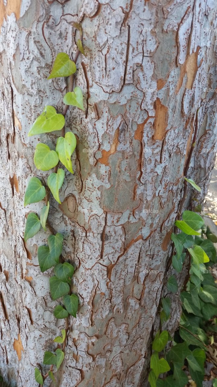 Ivy, creeper, tree bark