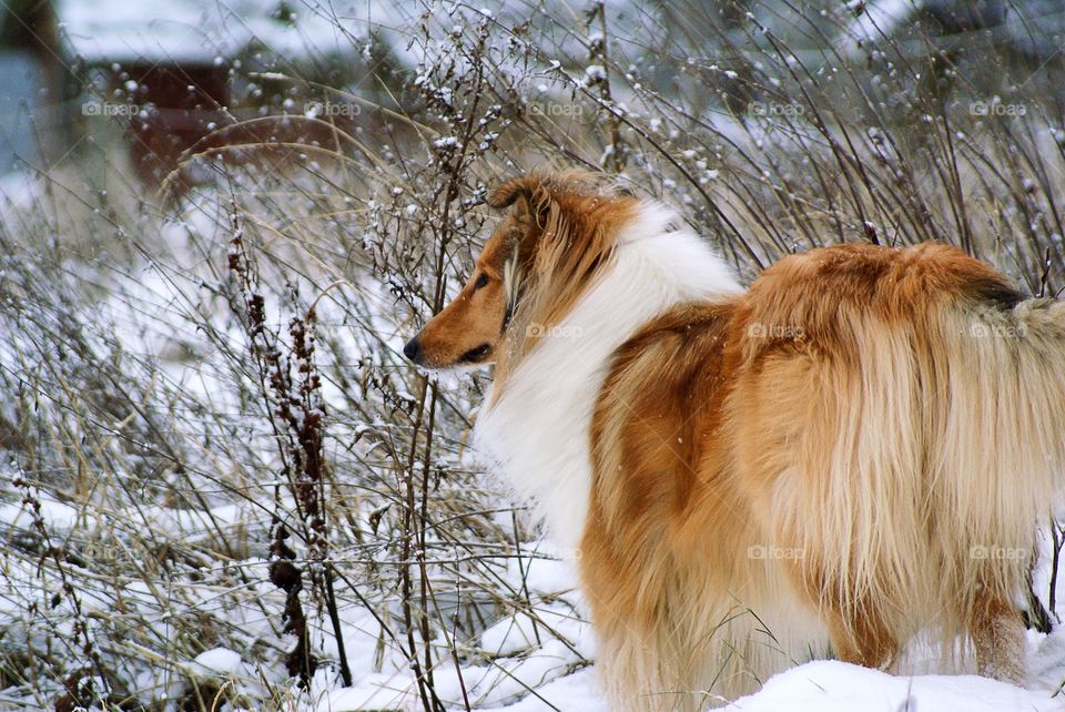 Beautiful dog in the snow