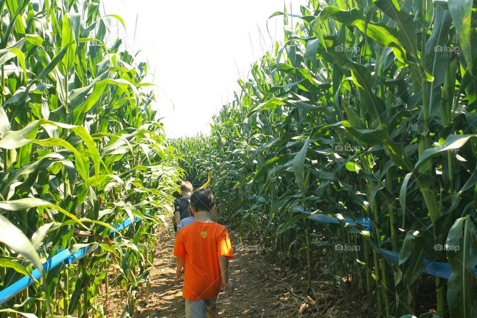 corn maze
